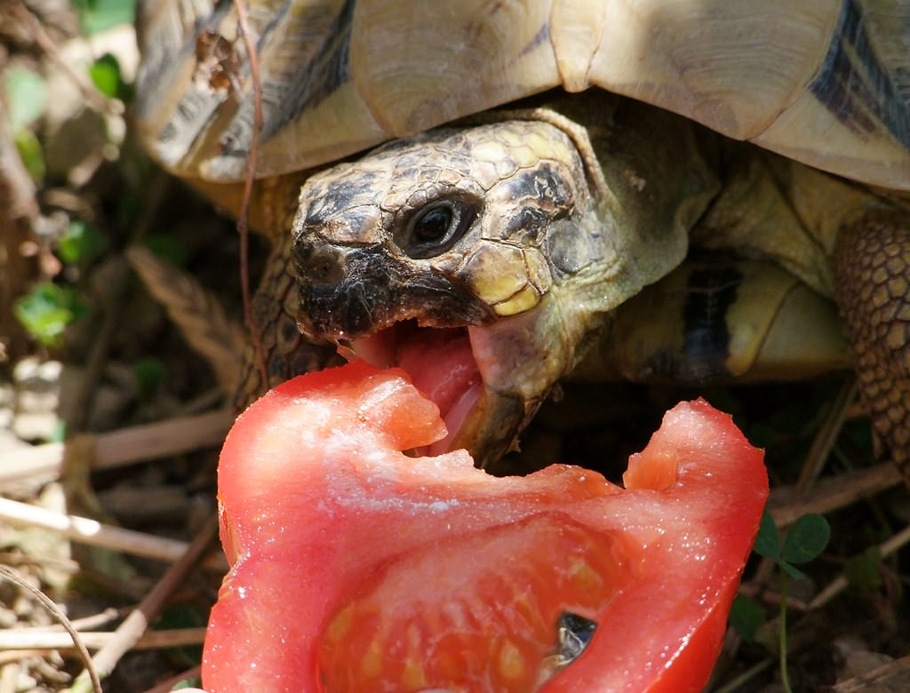 Tortues Tortue