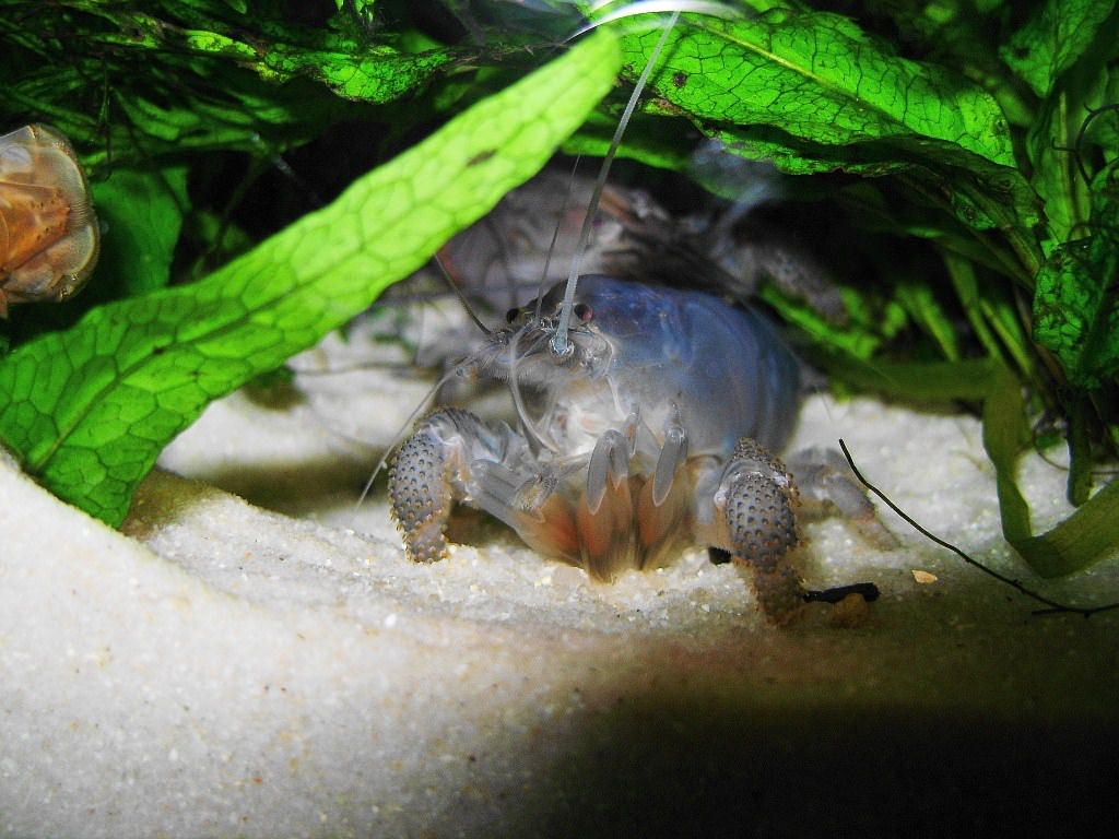 Crustaces ecrevise bleu du Gabon