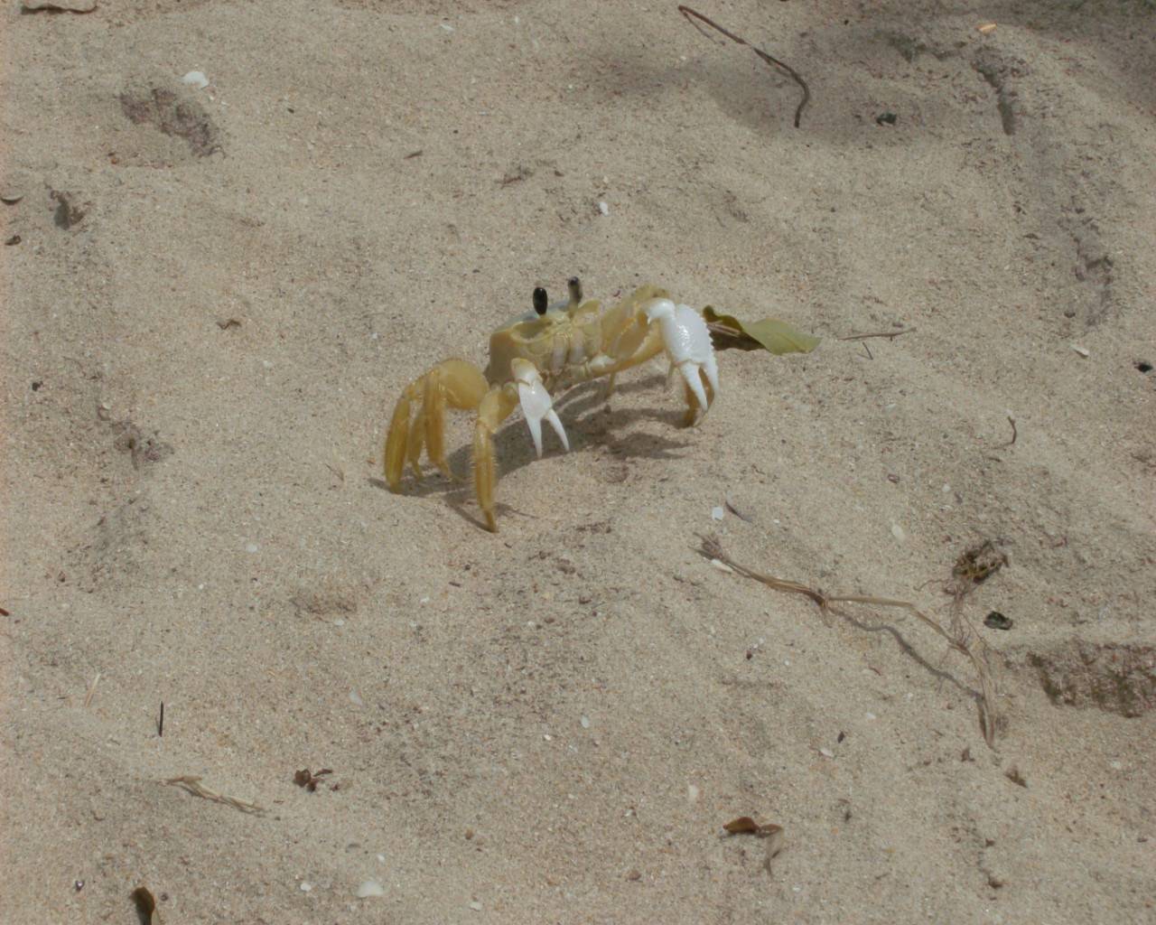 Crustaces a beach attack