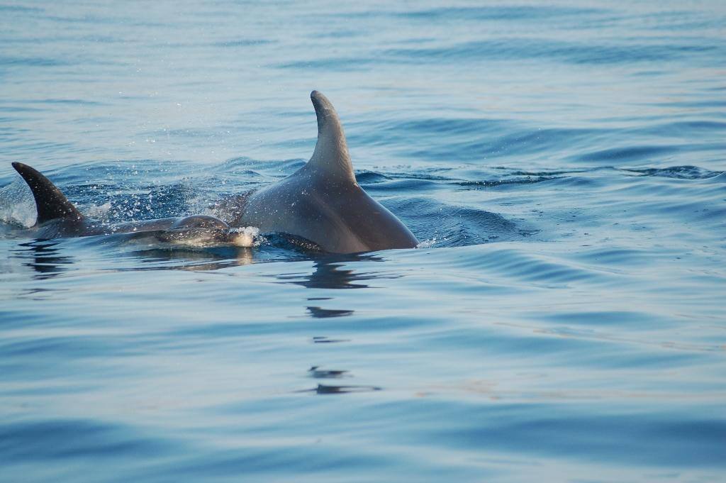 Dauphins  CORSE