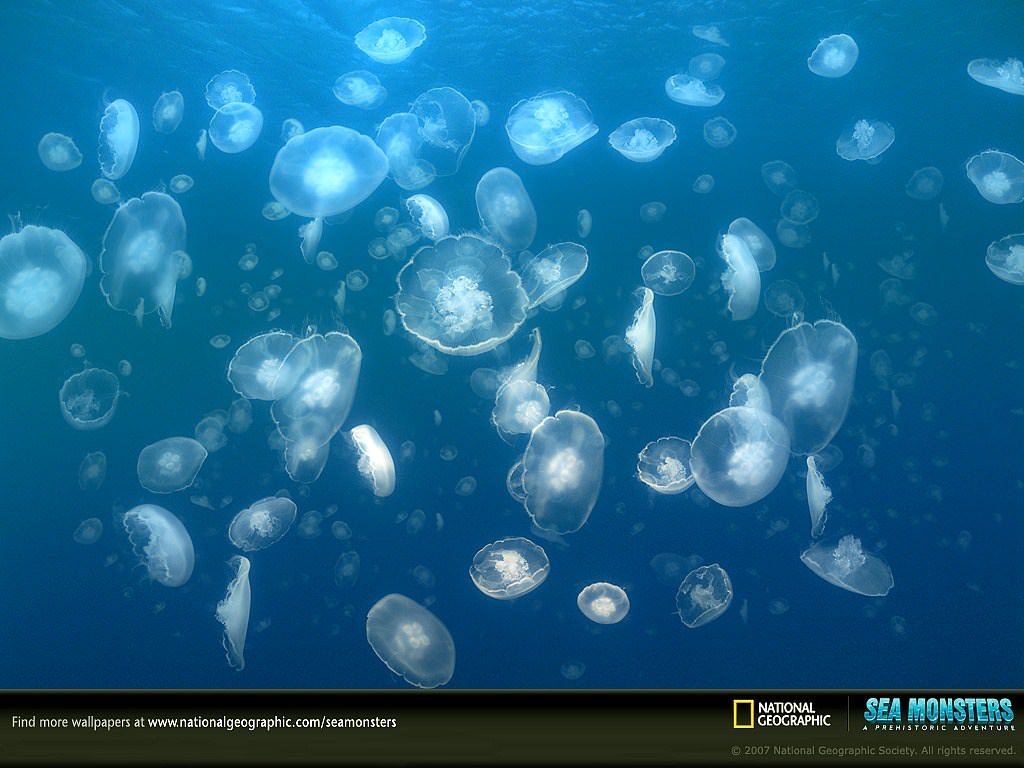 Divers jellyfish