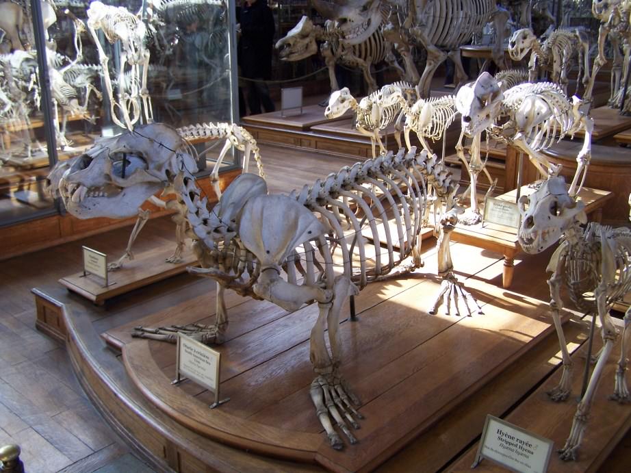 Otaries Squelette d'otarie