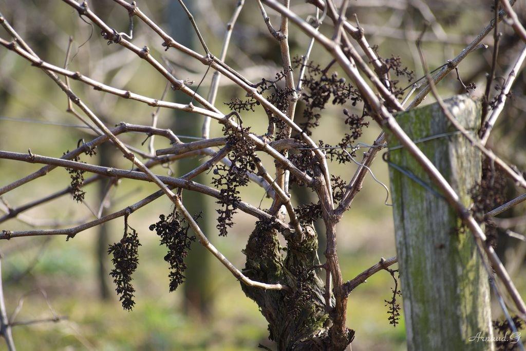 Vignes et Vignobles Pied de Muscadet