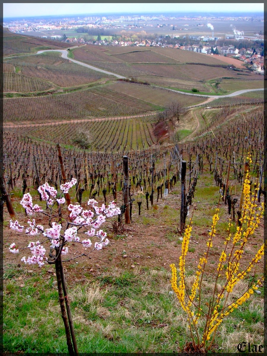 Vignes et Vignobles Alsace
