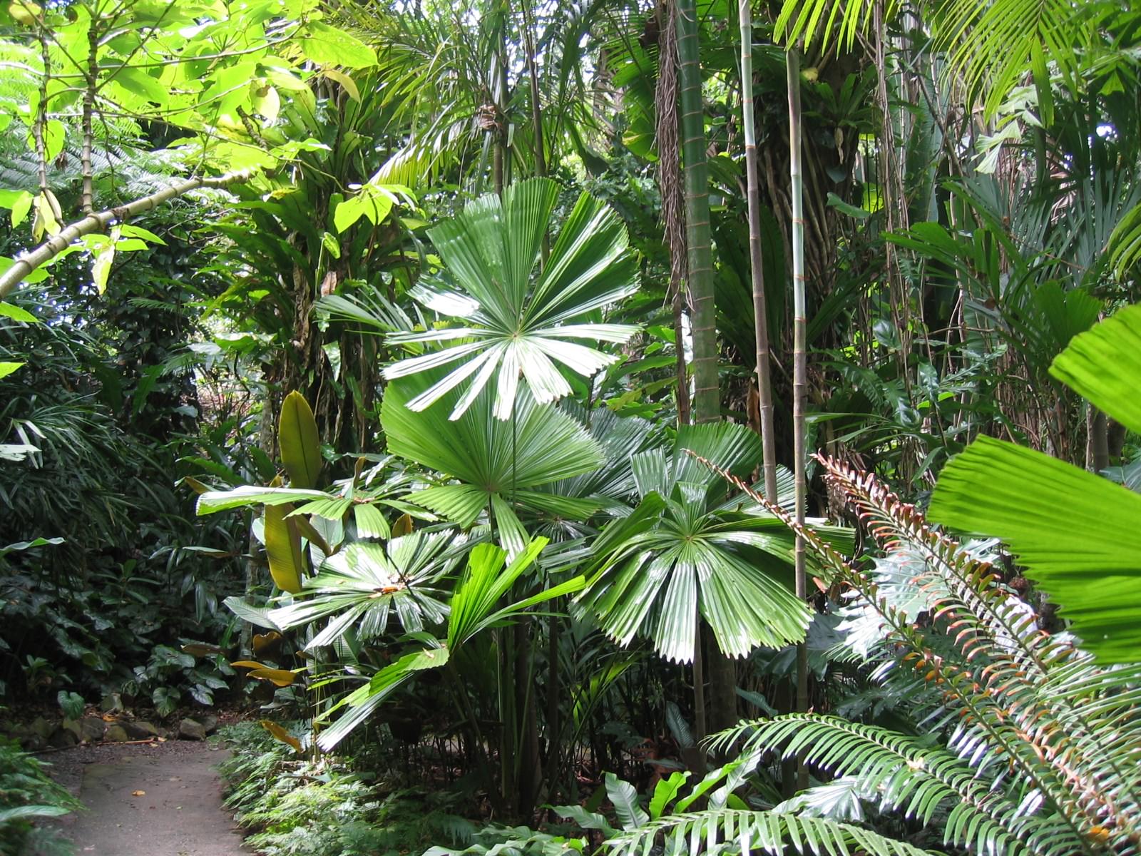 Australie Jardin botanique, Cairns, Queensland, Australie