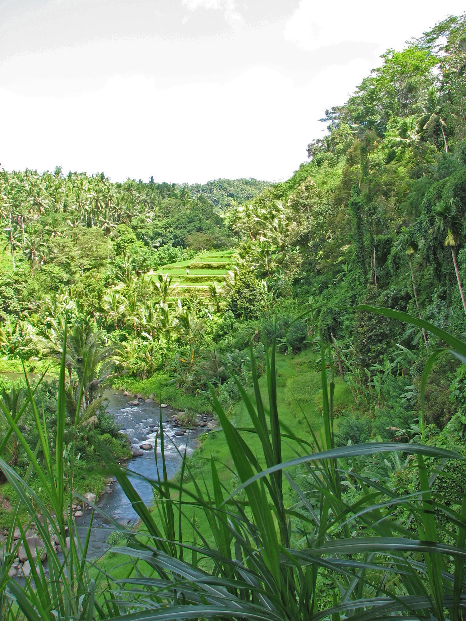 Bali Forêt balinaise