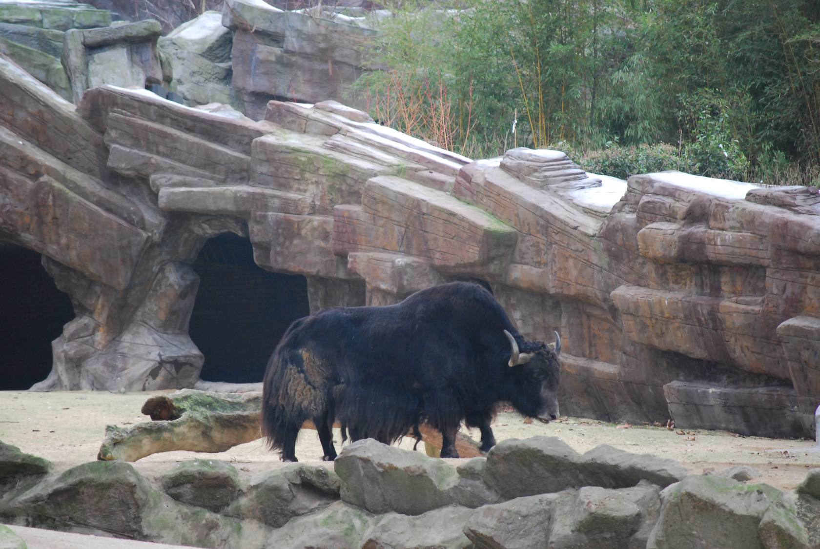 Bisons et Buffles Zoo d'Anvers