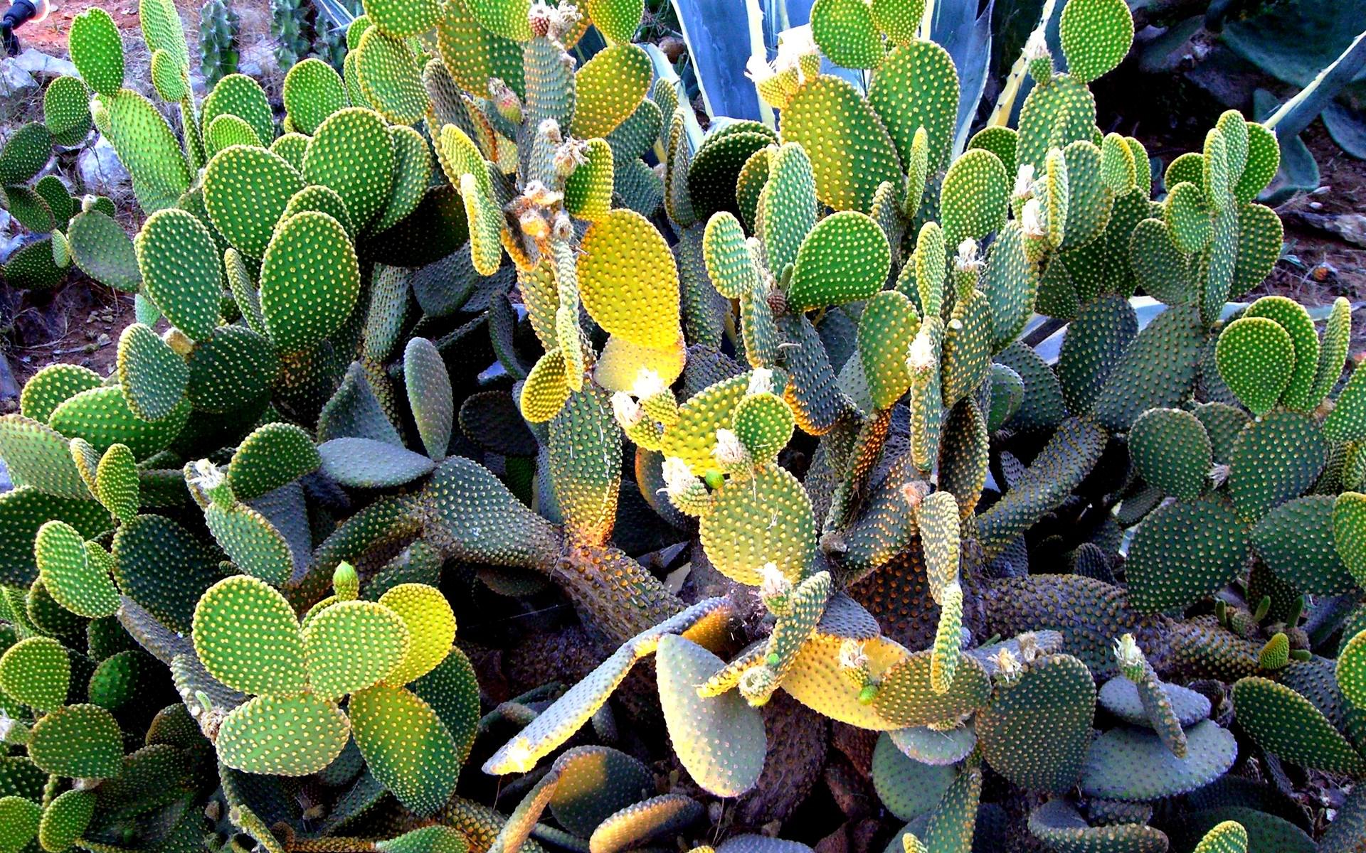 Cactus Cactus Color