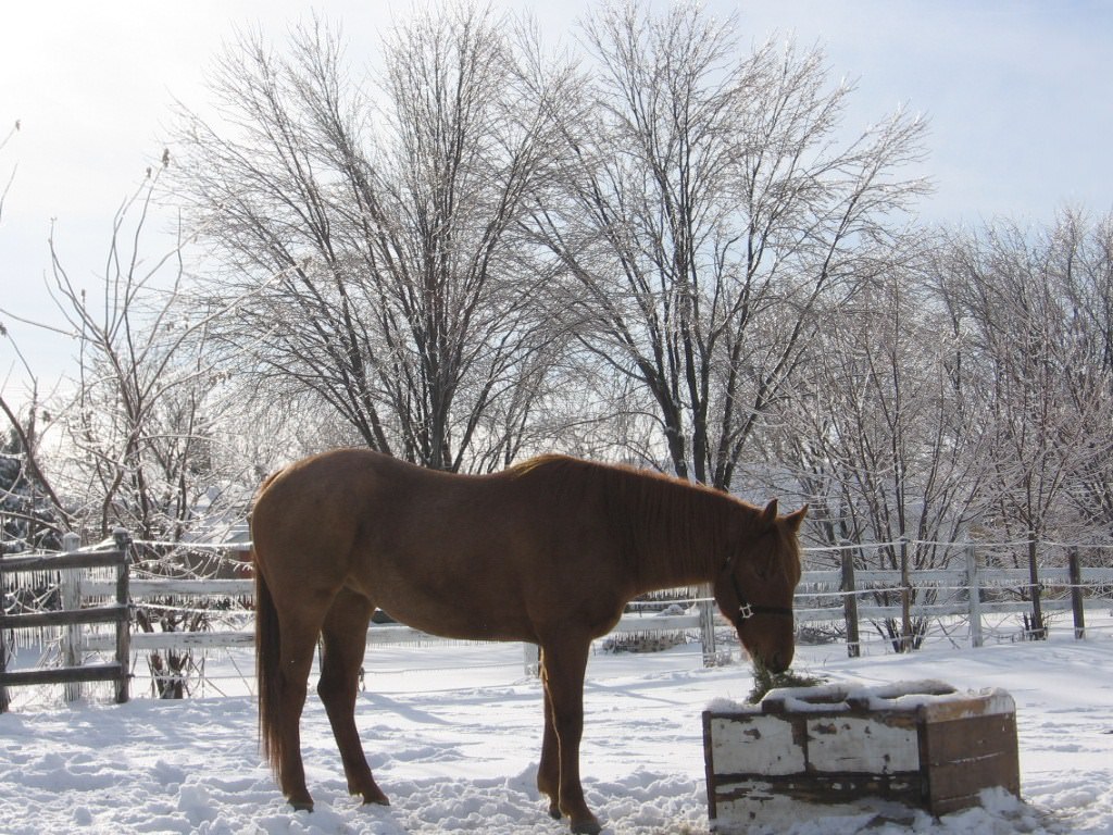 Chevaux quarter horse