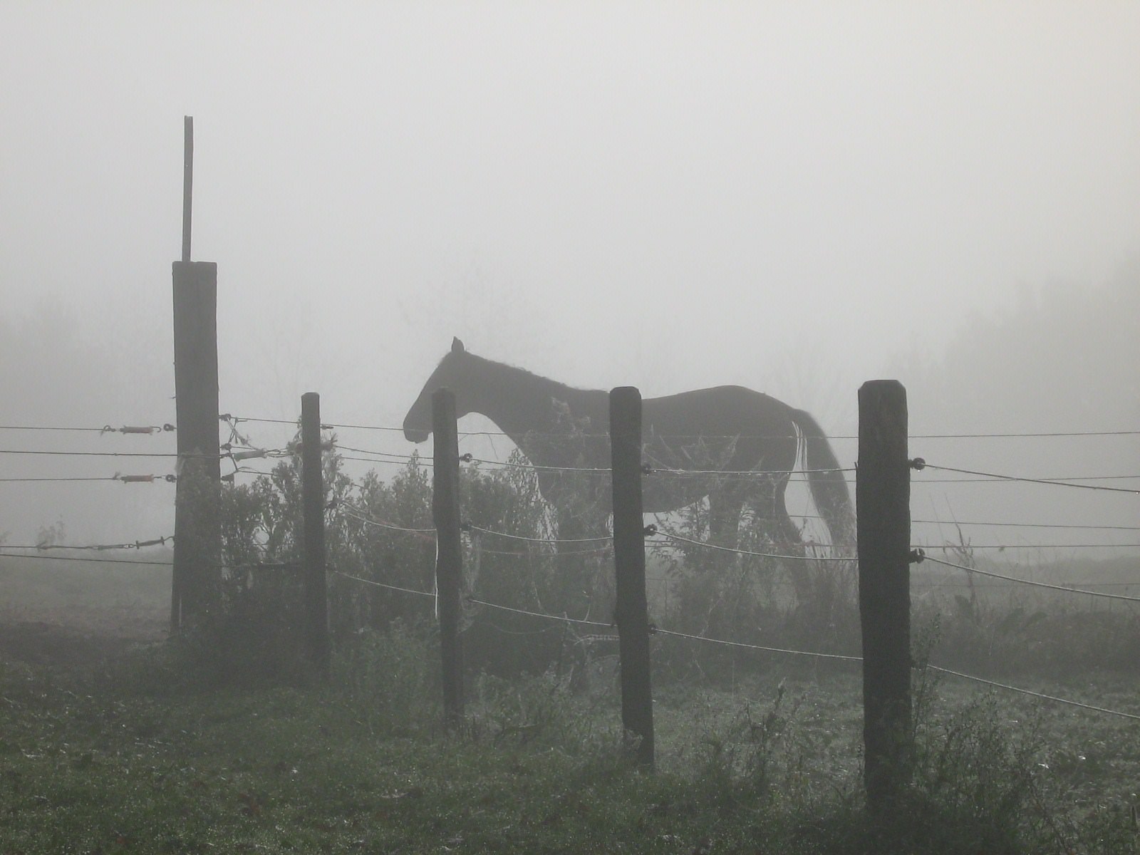 Chevaux Cheval dans le brouillard