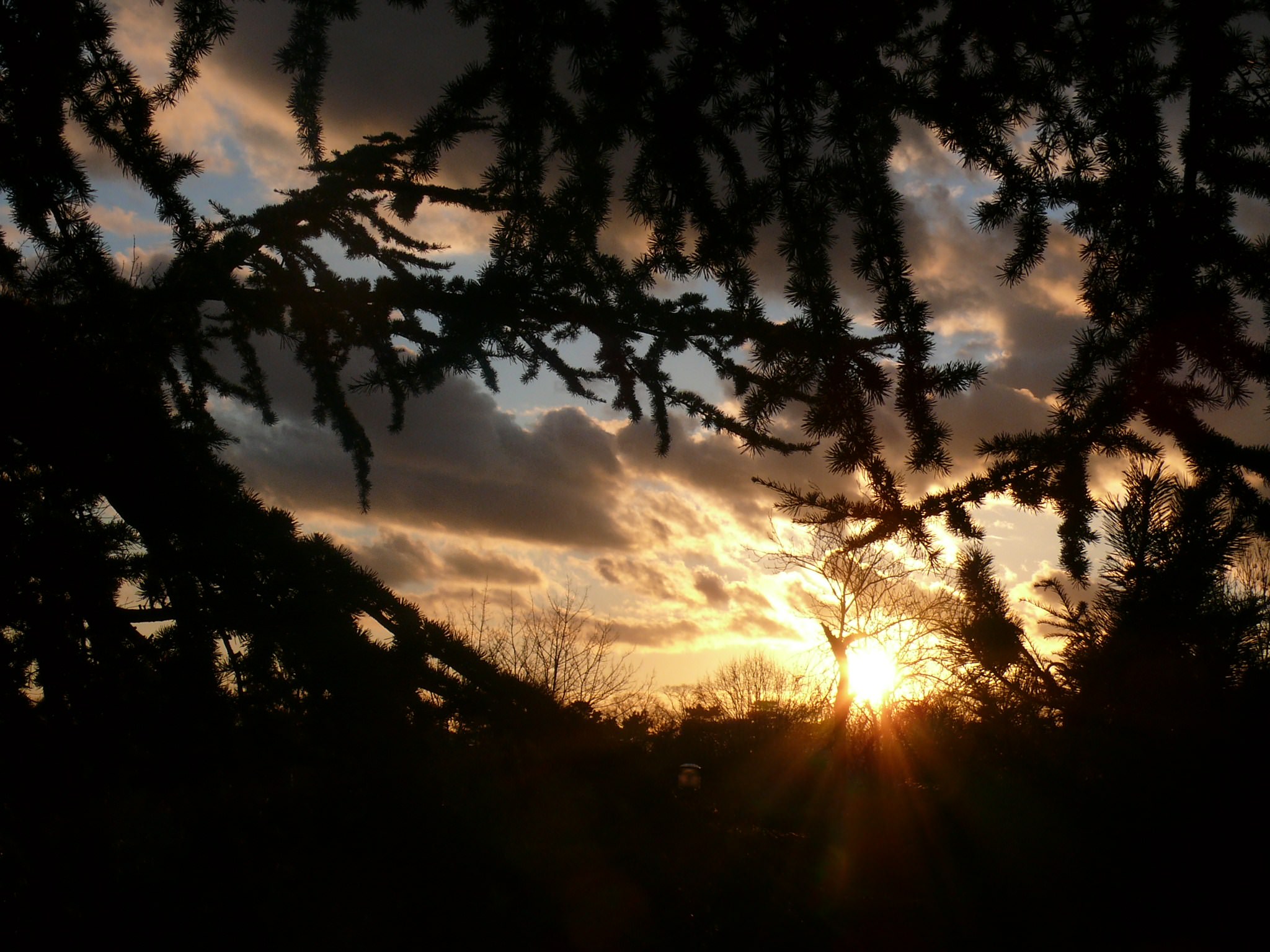 Ciel et Nuages Sapin admirant le soleil à son coucher