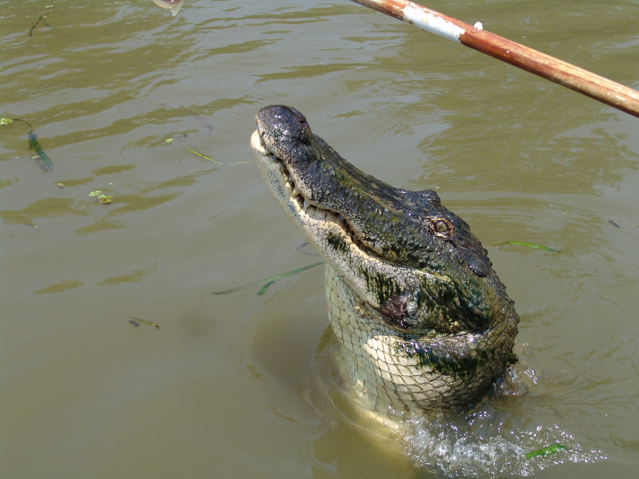 Crocodiles et Alligators Cheese again