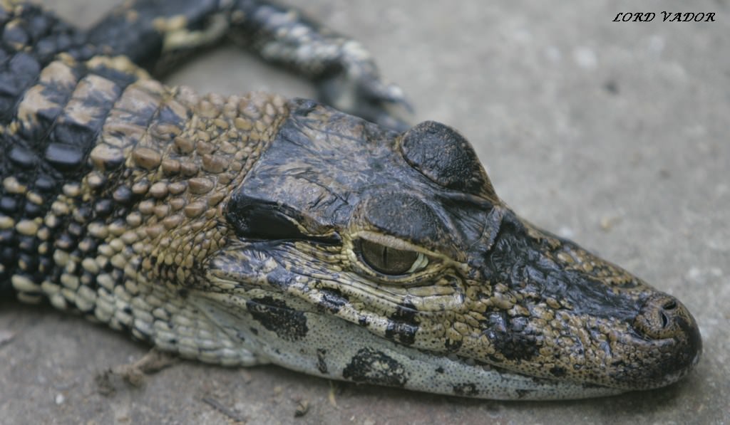 Crocodiles et Alligators piti crocrodile !