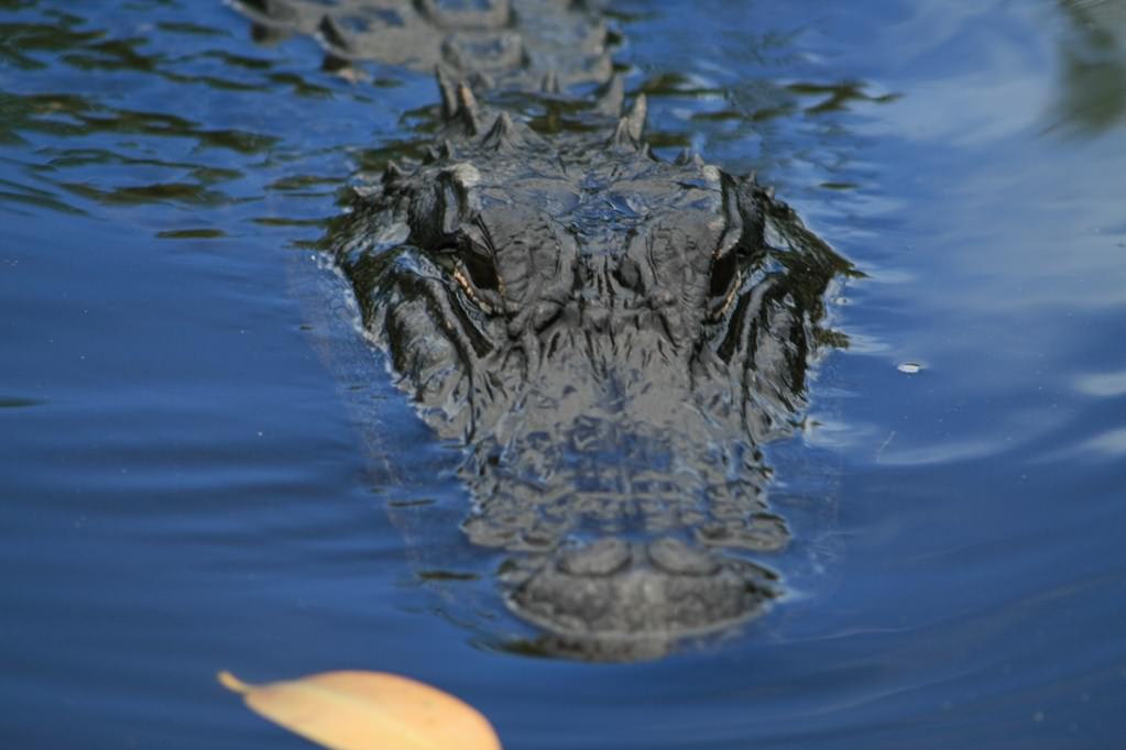 Crocodiles et Alligators aligator 