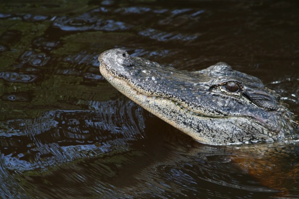 Crocodiles et Alligators Aligator