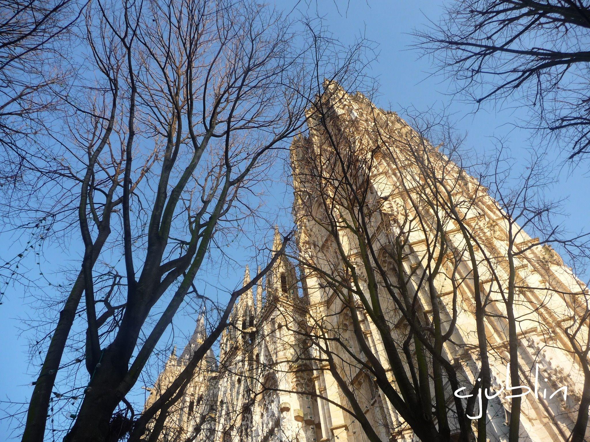 Edifices Religieux un arbre et la cathédrale discutent au soleil