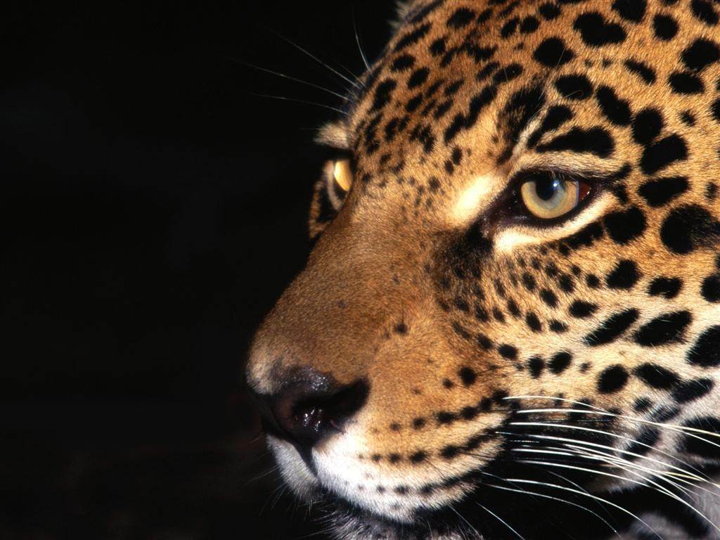 Jaguars Regard de jaguar...