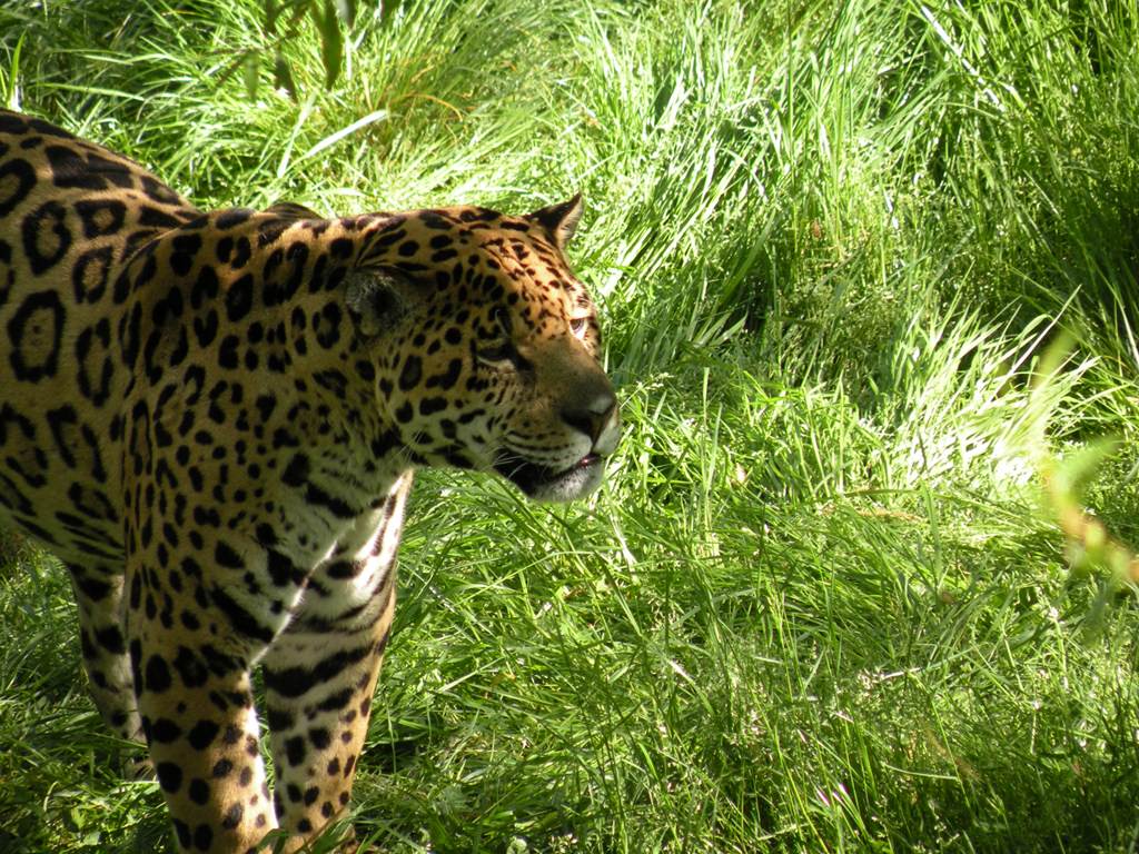 Jaguars Jaguar