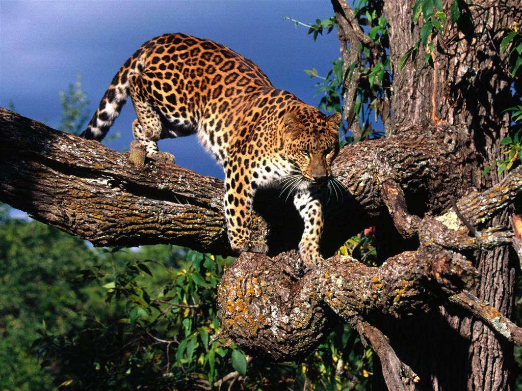 Leopards Prêt pour la chasse...
