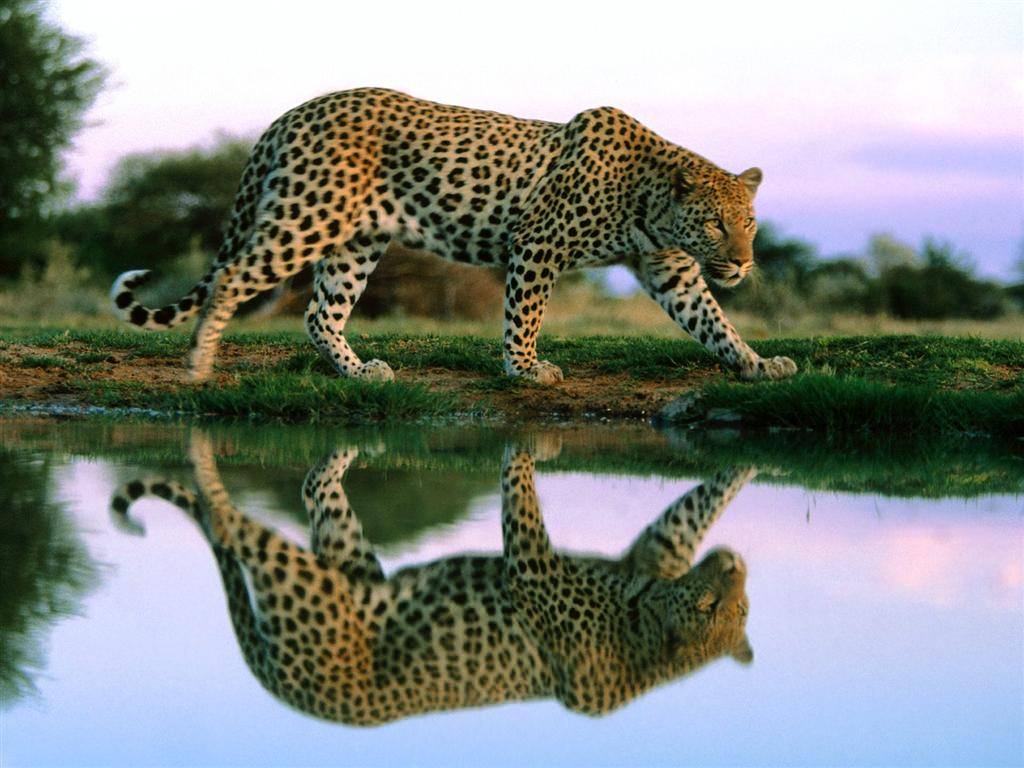 Leopards Léopard...