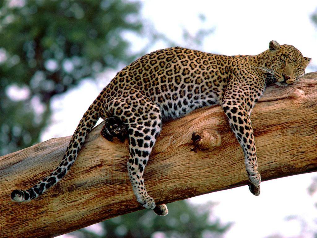 Leopards Sieste sur une branche d'arbre