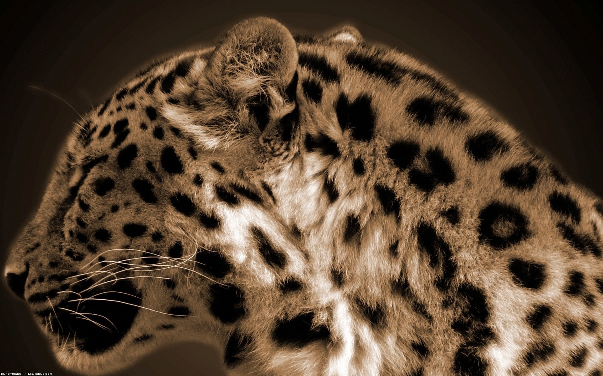 Leopards Grosse peluche