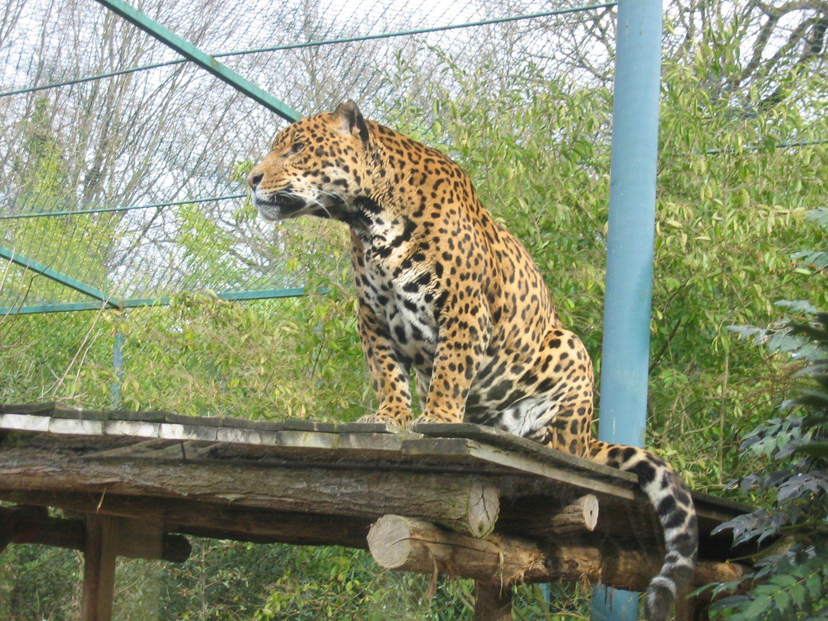 Leopards Leopard