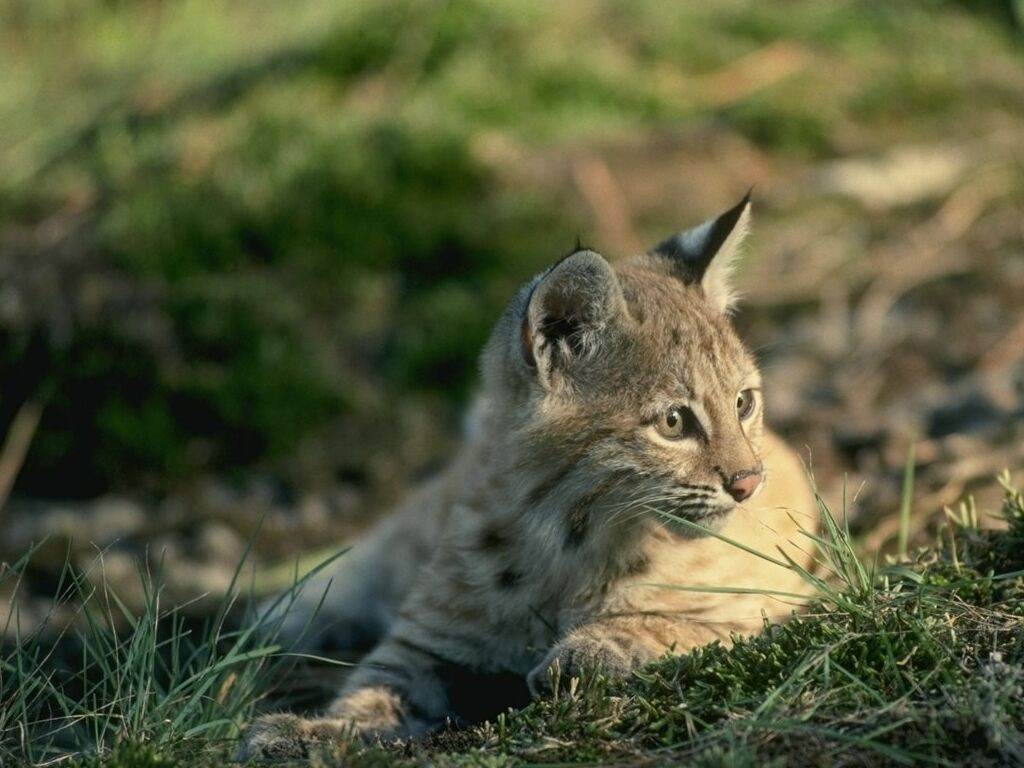 Lynxs Bébé lynx
