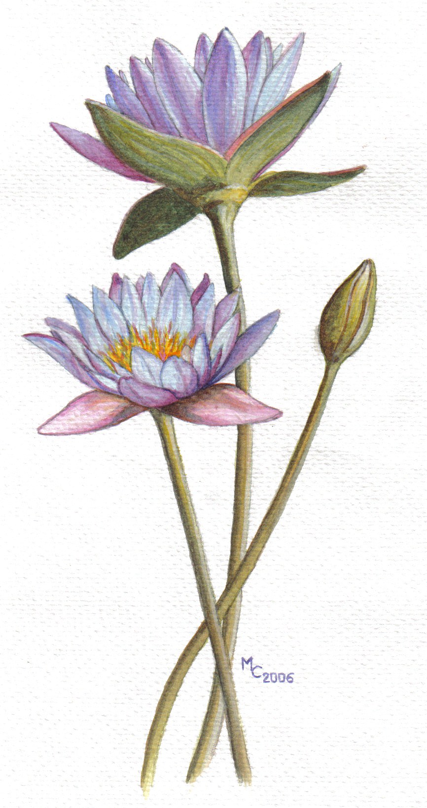 Fleurs Lotus 