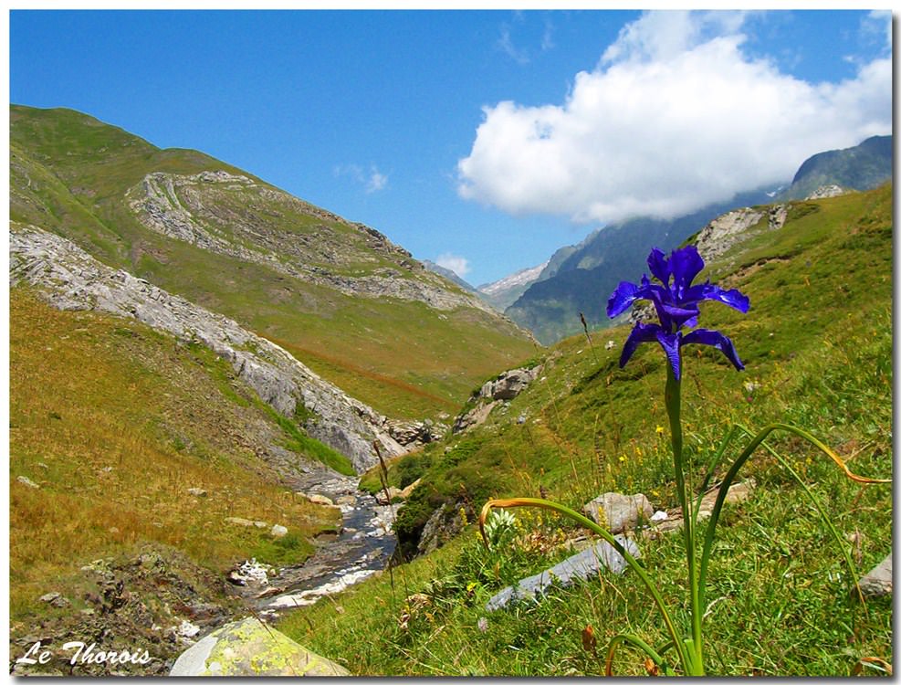 France Pyrenees Atlantiques L'Iris