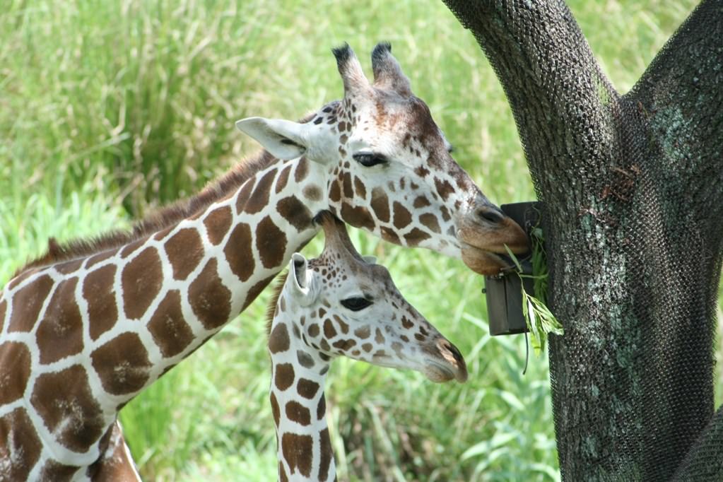 Girafes tendresse
