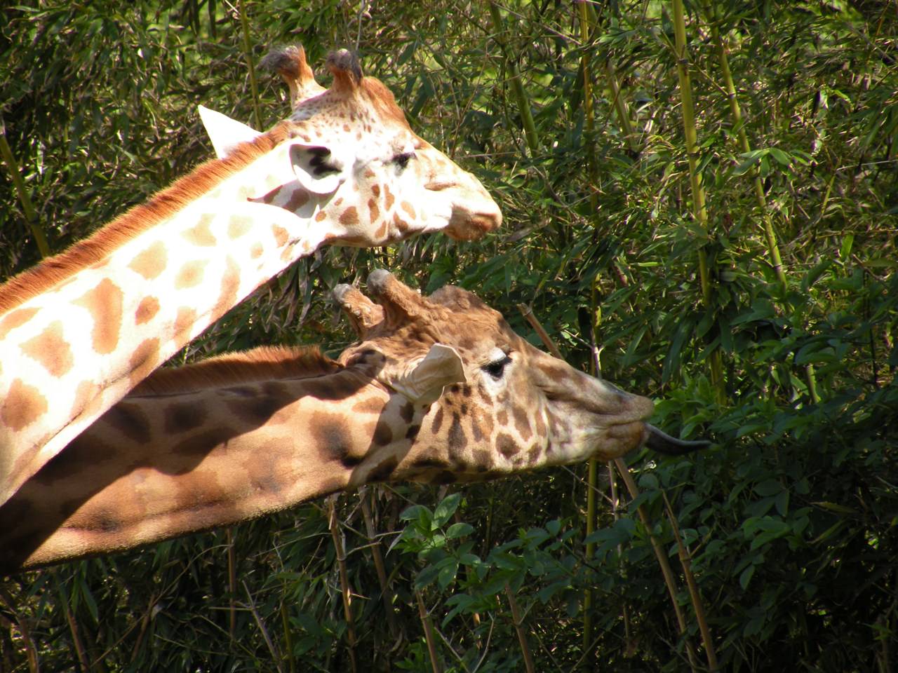 Girafes Girafes