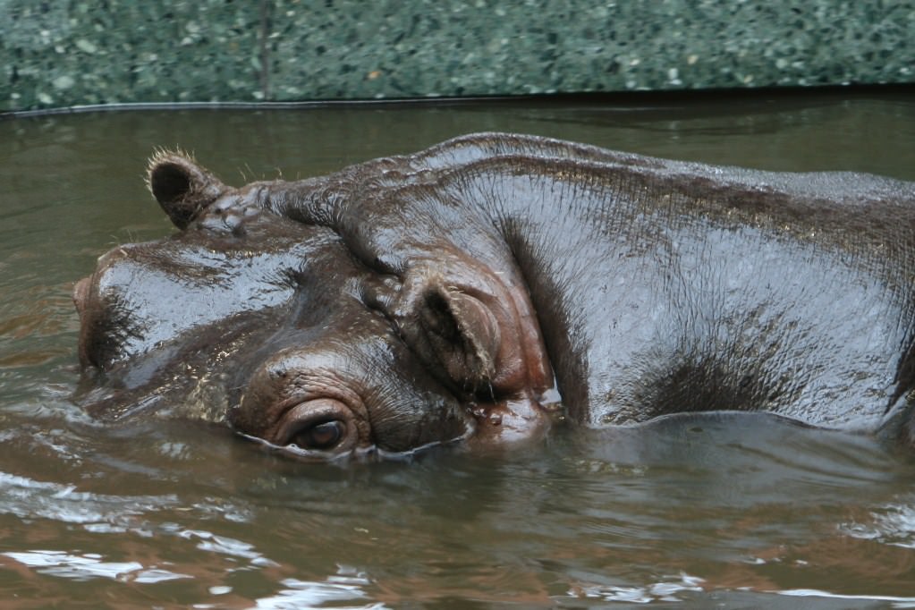 Hippopotames regard