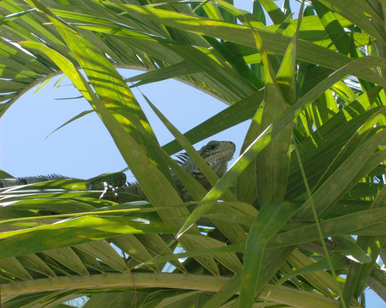 Iguanes iguane de guadalupe