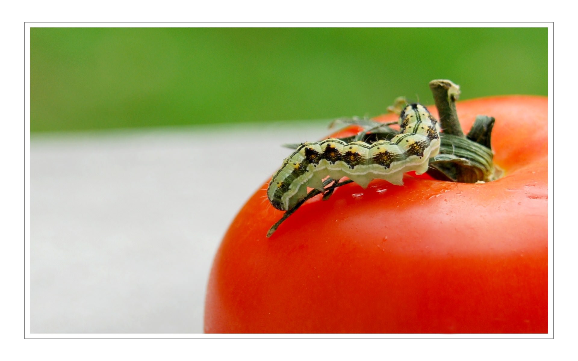 Chenilles La Chenille se promène sur une tomate