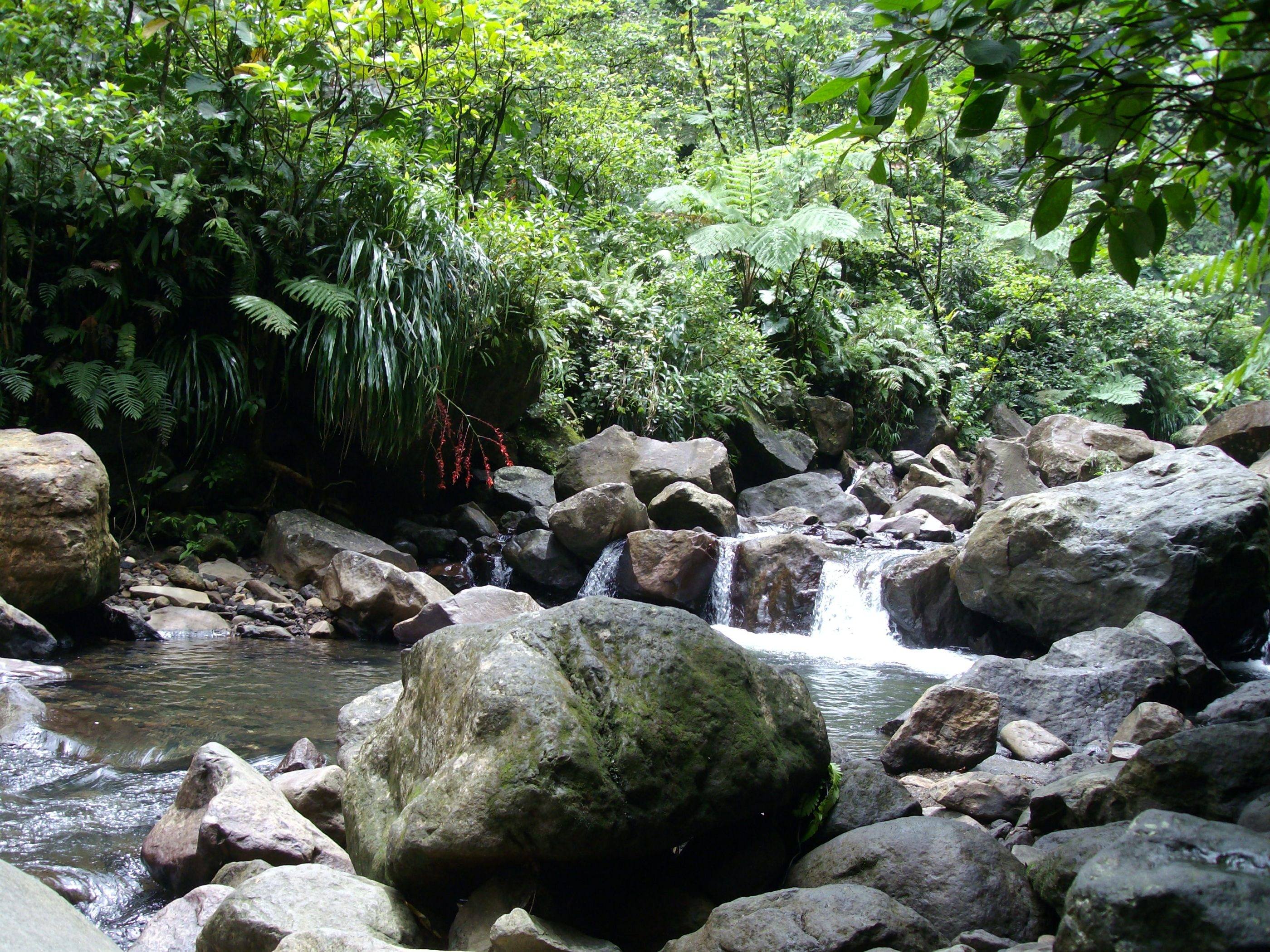 La Guadeloupe Forêt Tropicale Guadeloupéenne