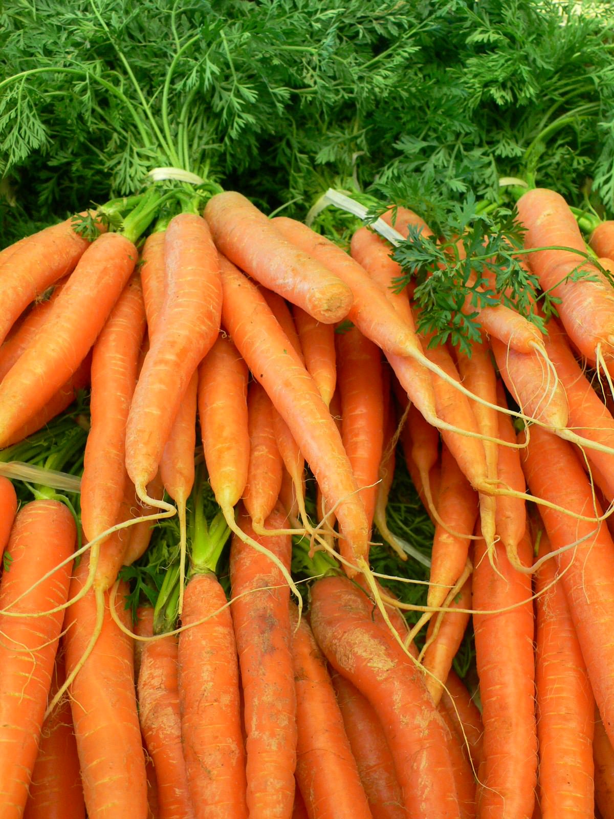 Legumes Qui veut des carottes pour ses lapins ?