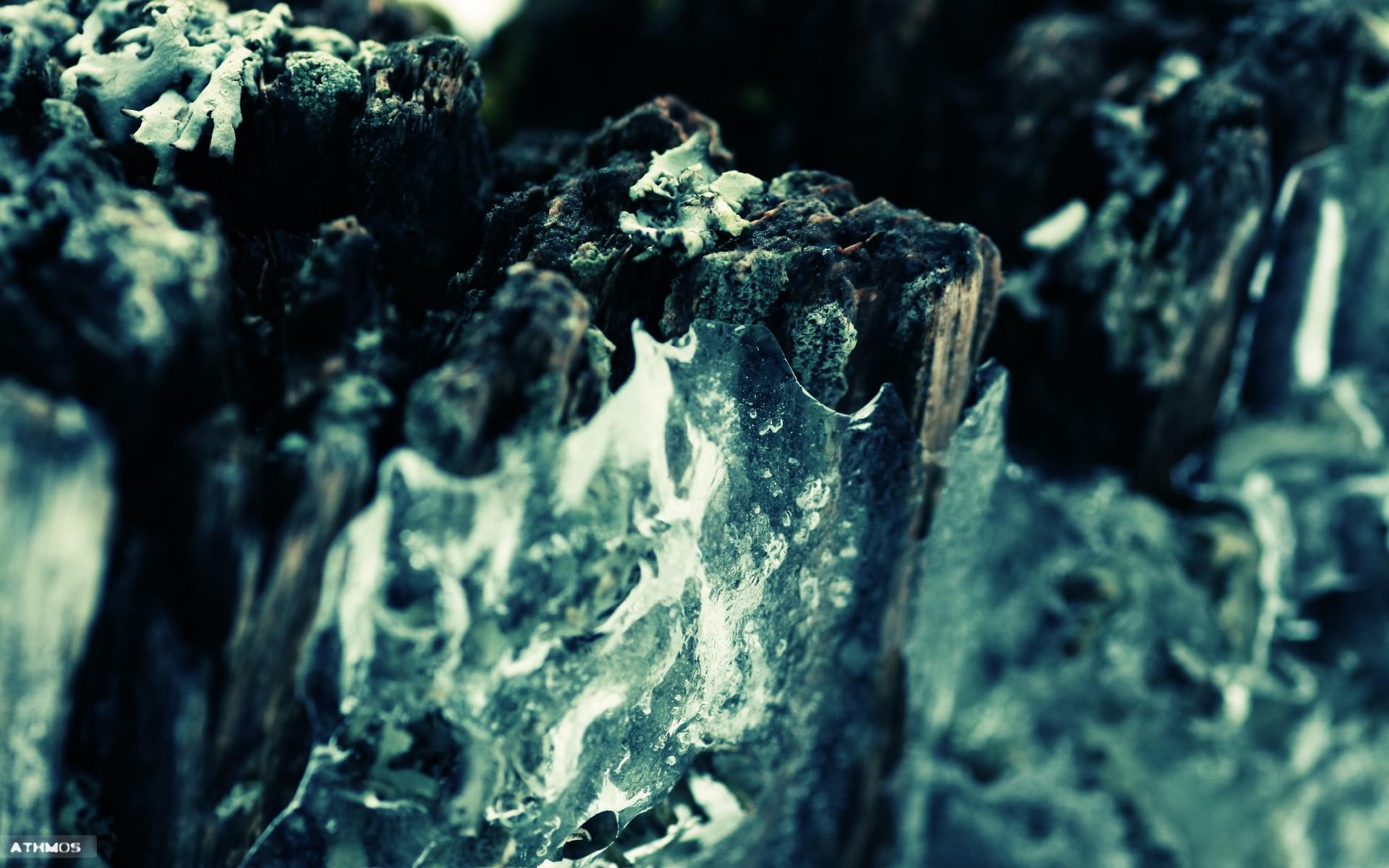 Mousses et Lichens Lichen VS glace