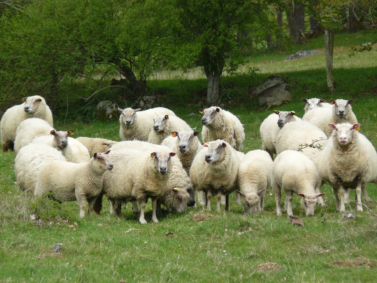 Moutons et Mouflons Famille de moutons