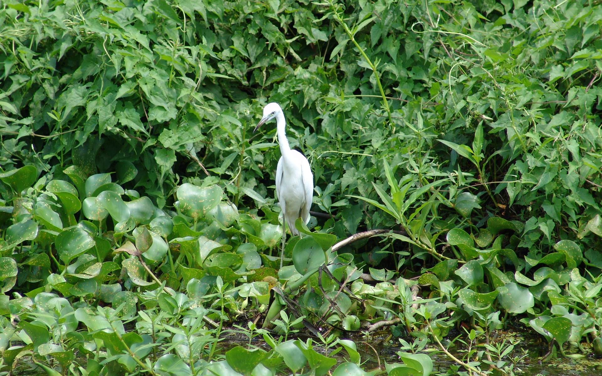 Herons Bayou de Lousiane 1