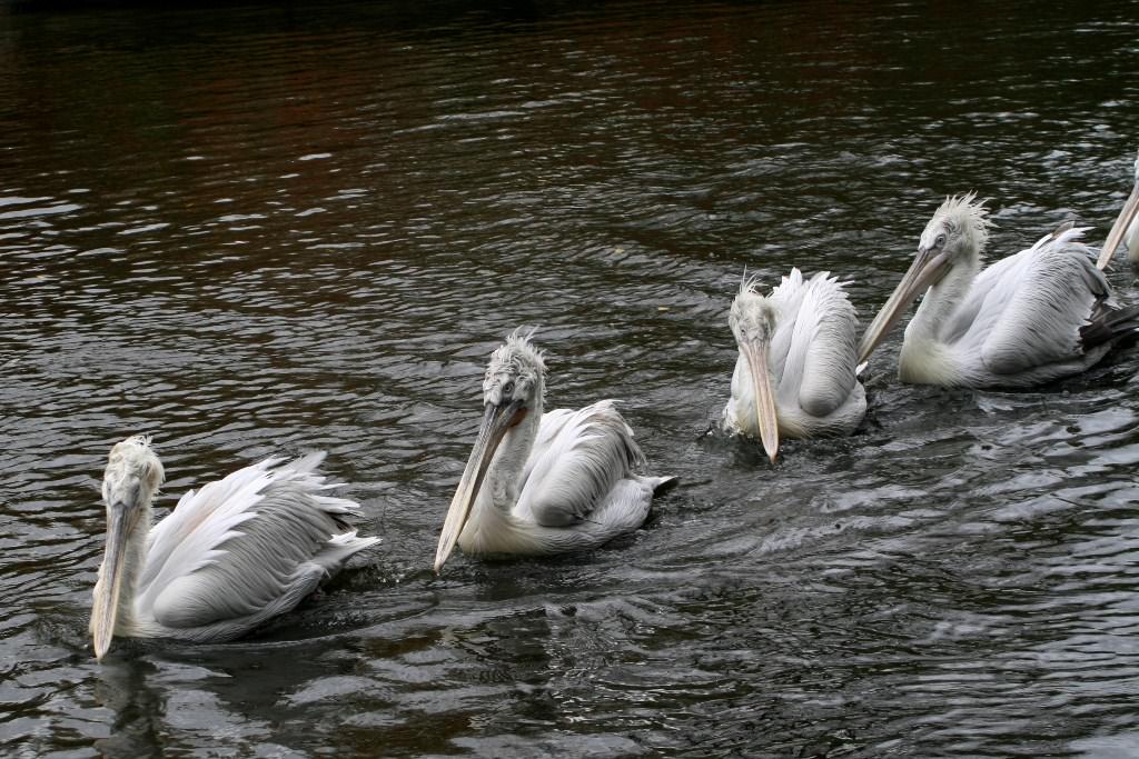 Oiseaux et Pelicans à la file indienne
