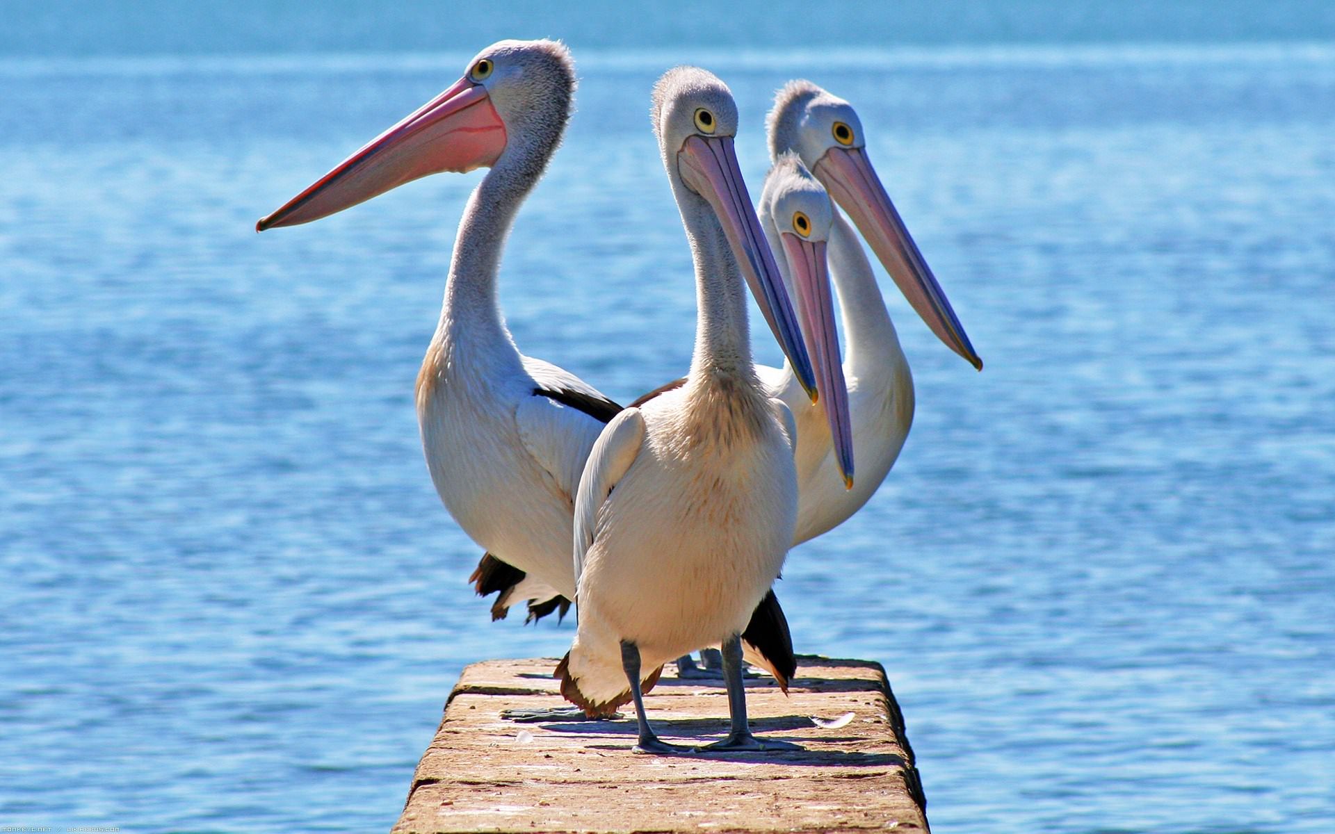 Oiseaux et Pelicans Quelques pélicans