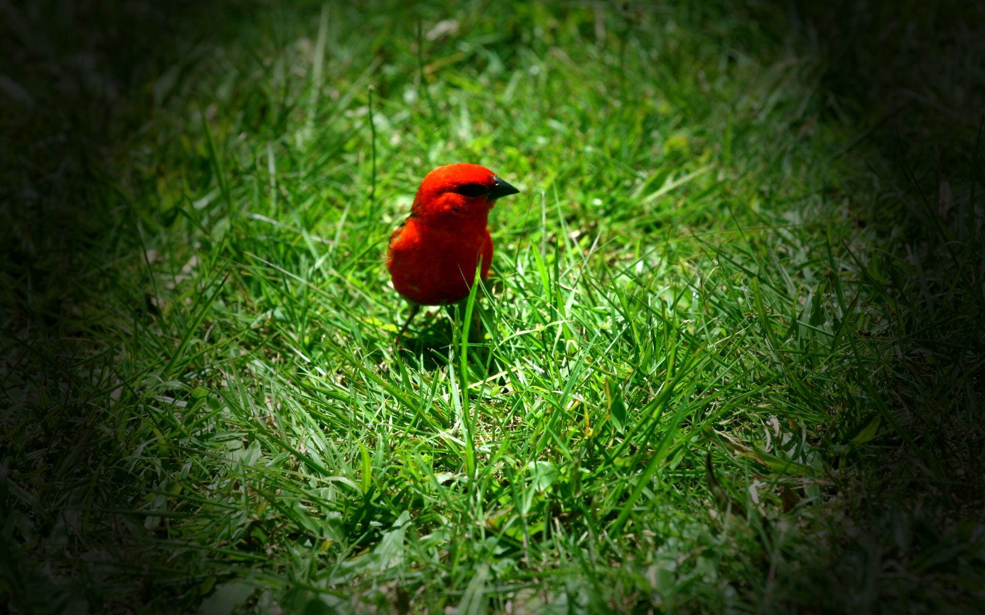 Rougegorges Cardinal