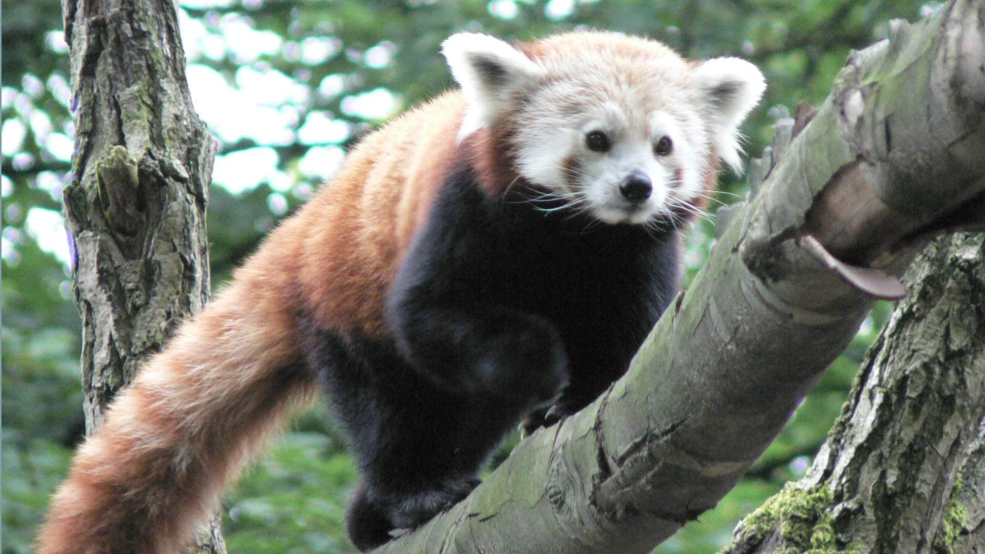 Pandas Panda roux perché sur un arbre
