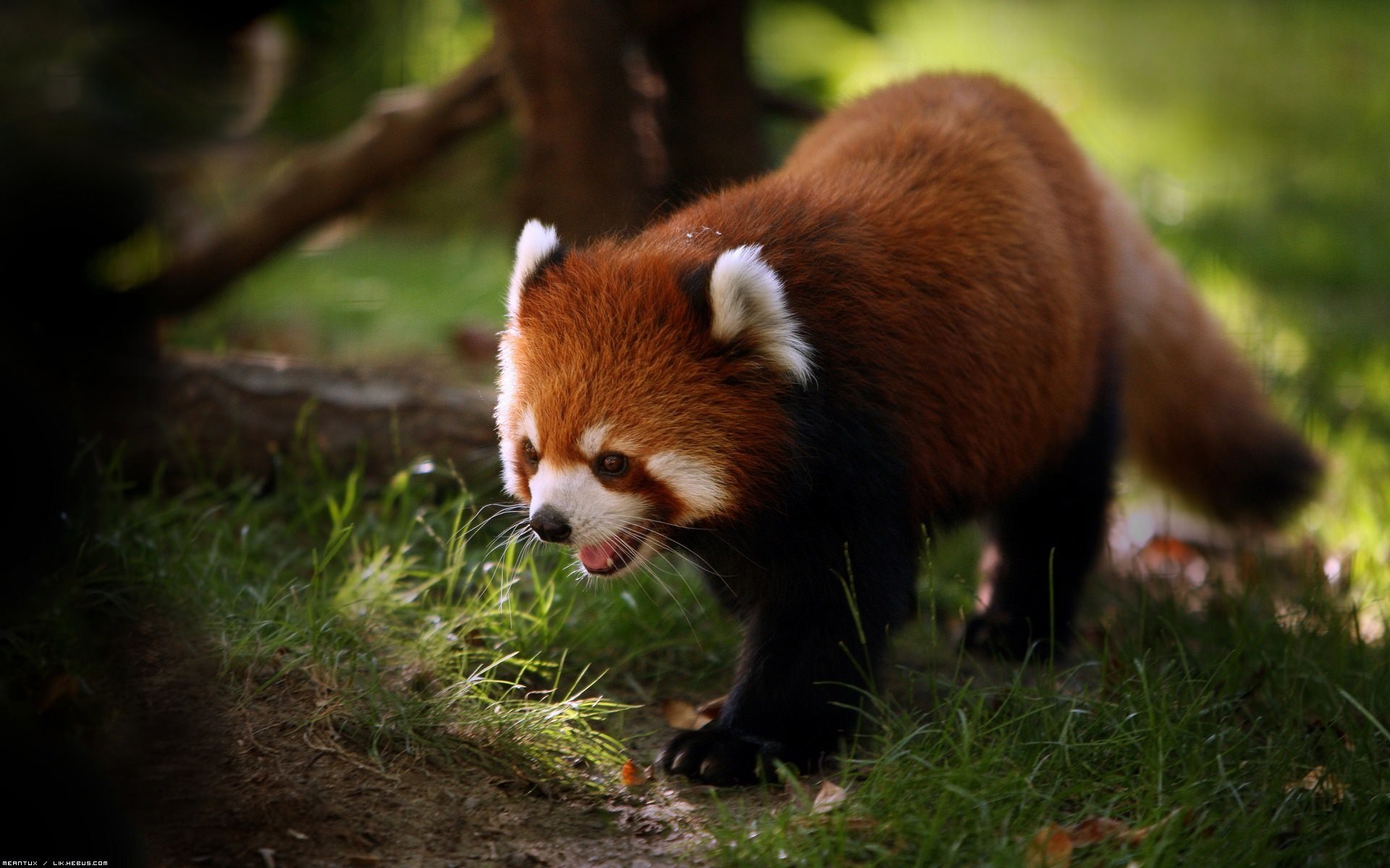 Pandas roux Mascotte de notre navigateur favoris !
