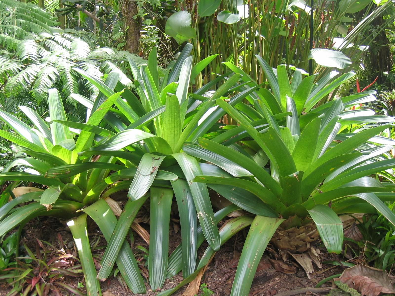 Plantes et Arbustes Plante tropicale