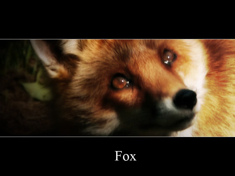 Renards fox