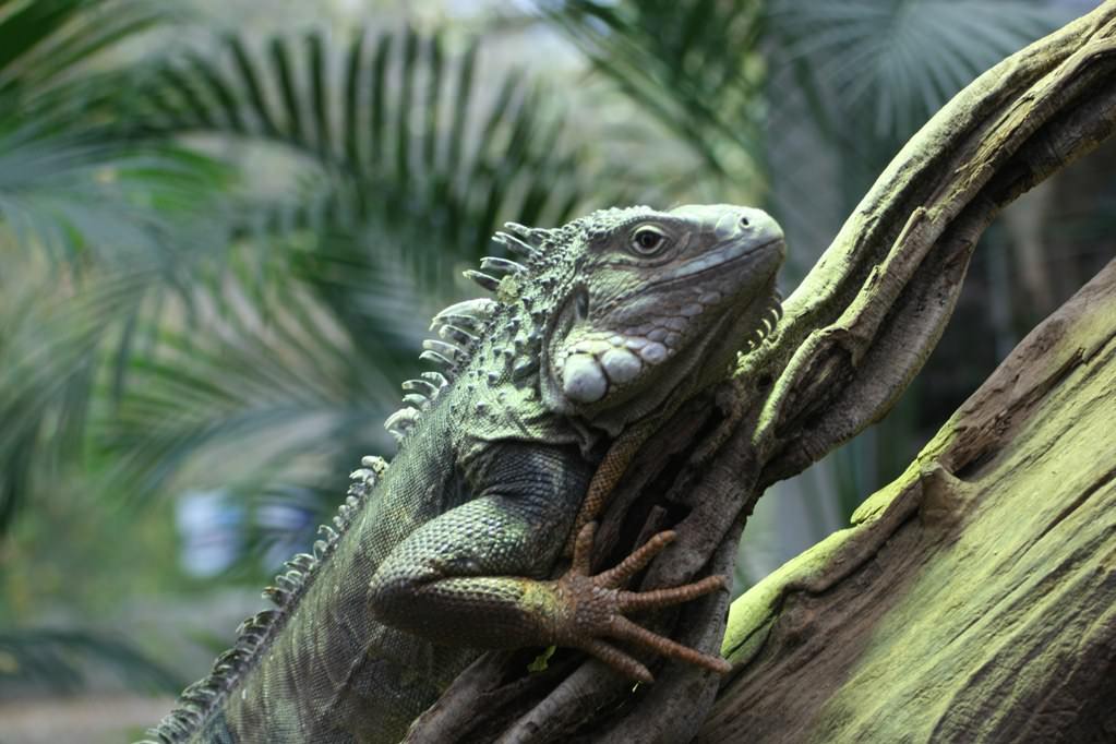 Reptiles iguane