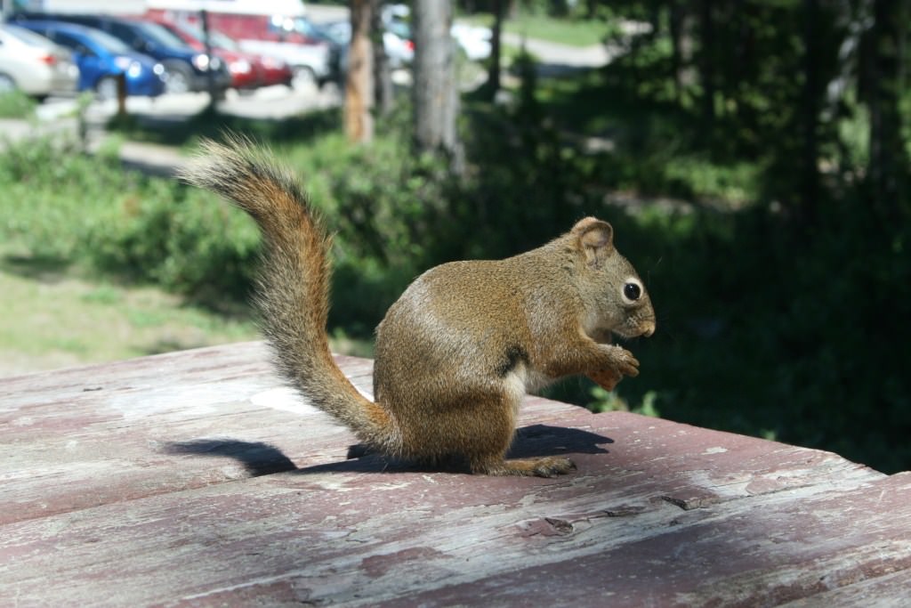 Ecureuils squirrel