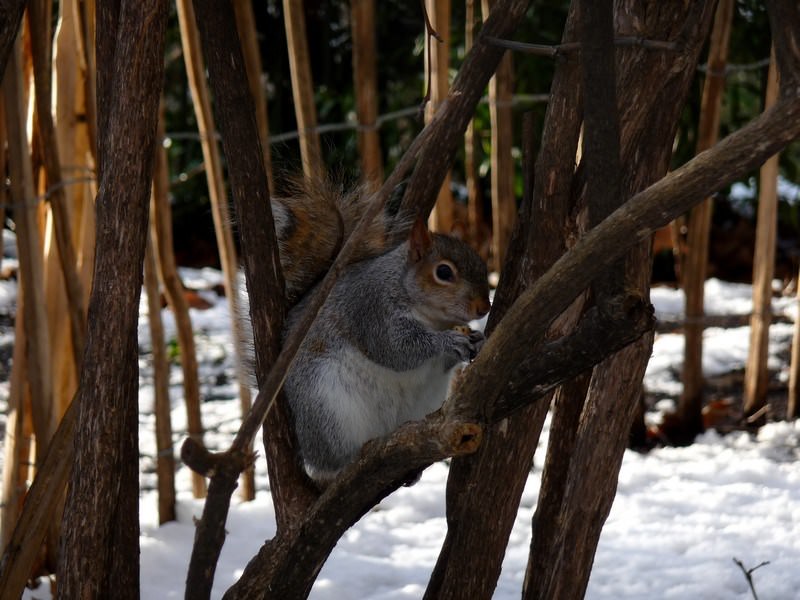 Ecureuils L'écureuil